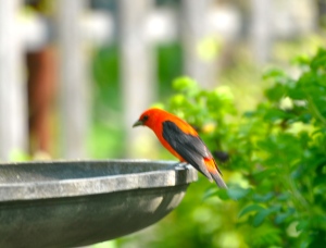 Male Scarlet Tanager sitting at the fountain in the lower garden