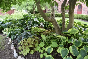 Another view of the magnolia hosta bed. Here you will find Golden Tiara, Guacamole, more Lakeside Beach Captain, Bressingham Blue, and Elegans.
