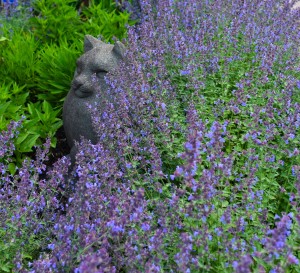 catmint615